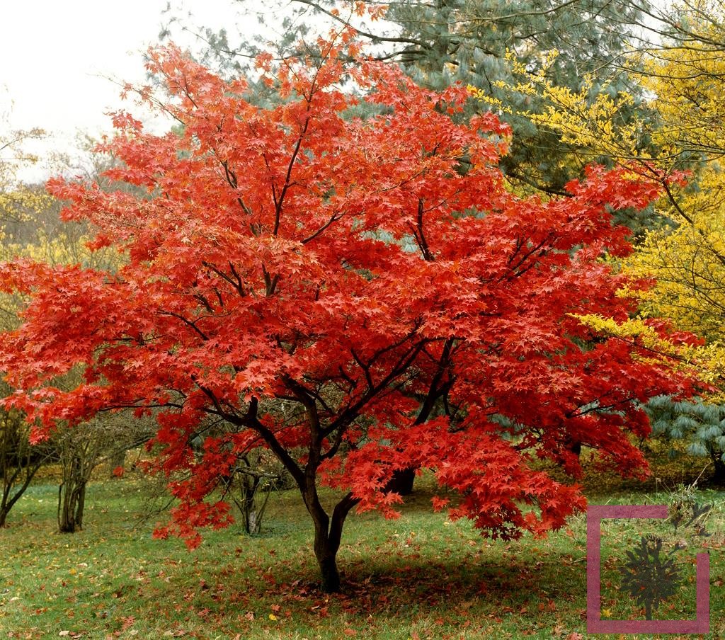 Lino - Giardino nel sacchetto - 20 semi - Bonsai - Acero rosso