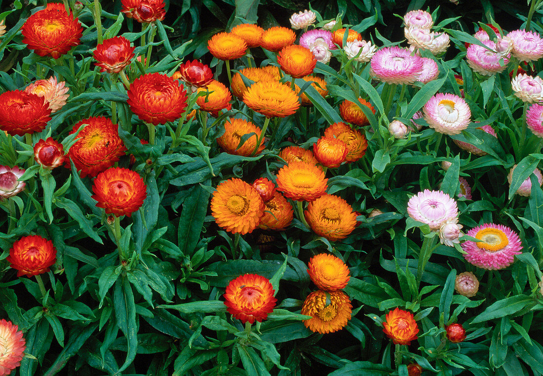 Fiore Di Carta HELICHRYSUM Bracteatum