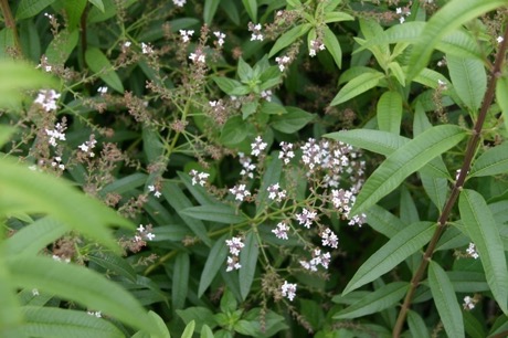 LIPPIA citriodora Limoncina o Verbena odorosa