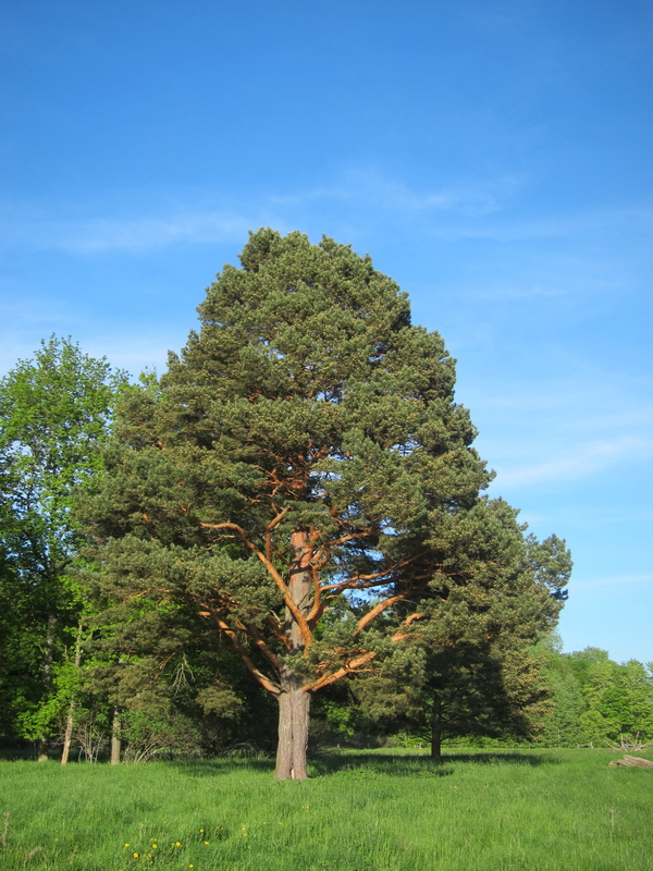 Pino Silvestre PINUS Sylvestris | Riconoscere le Piante