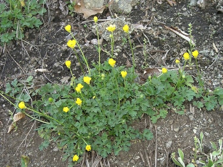 Ranuncolo Bulboso RANUNCULUS Bulbosus | Riconoscere le Piante